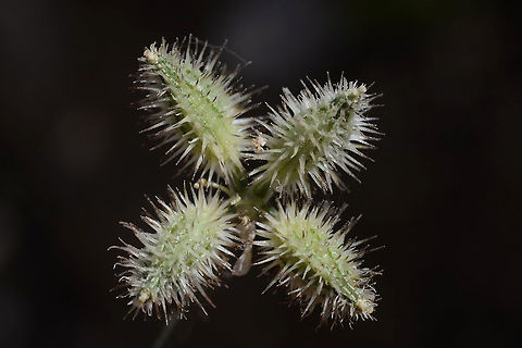 Turgenia latifolia Turgenia latifolia is an annual of the arid mountainous regions of the Middle East. Hermon, lower ski lift station 1650 m Broadleaf False Carrot,Geotagged,Summer,Turgenia latifolia