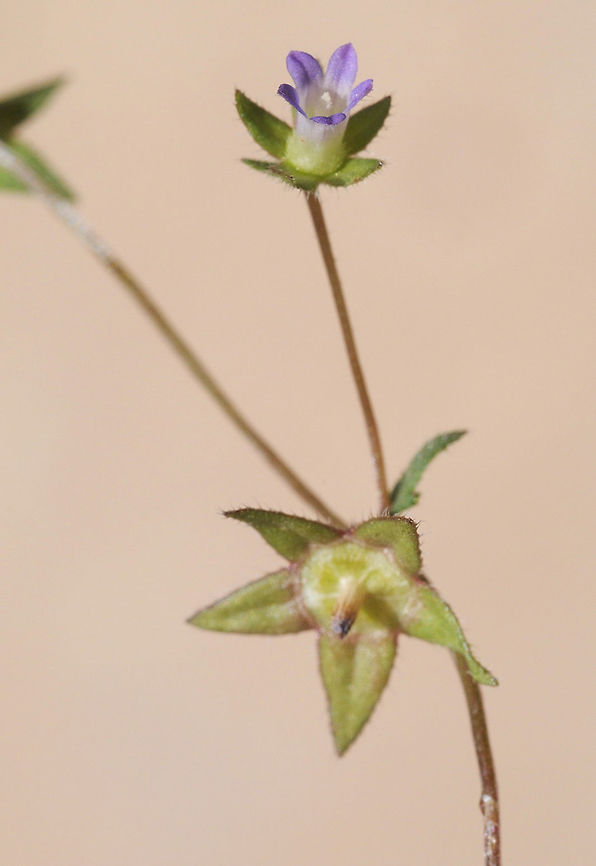 Campanula erinus Campanula erinus is one of the smallest bellflowers in the world.  Campanula erinus,Geotagged,Israel,Spring