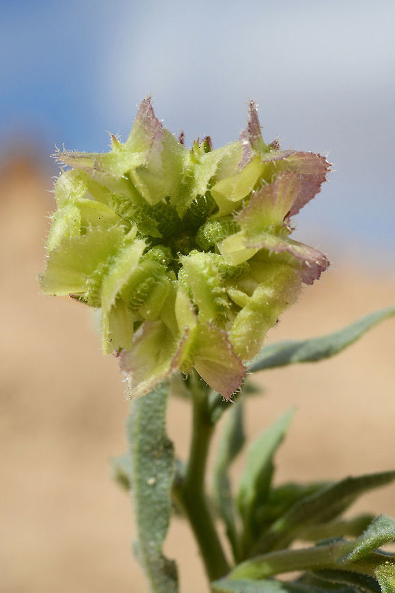 Calendula tripterocarpa Calendula tripterocarpa is an annual of the extreme desert. Each of its achenes has 3 wings. S Israel, S Negev, Wadi Faran Calendula tripterocarpa,Geotagged,Israel,Winter