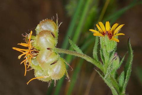 Calendula arvensis Calendula arvensis is one of themost common Mediterranean annuals. It also penetrates the desert. S Israel, Negev desert, Mt Retamim, 600m.  Orliya farm Calendula arvensis,Field marigold,Geotagged,Israel,Spring