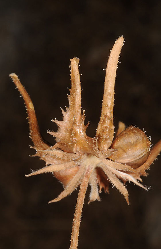 Calendula palaestina Calendula palaestina is a sparse annual in Israel. It has typical long claw-like achenes. C Israel, Hakdoshim Forest Calendula palaestina,Geotagged,Israel,Spring