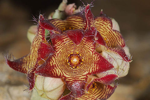 Caralluma europaea Caralluma europaea  is found sparsely in the semi-desert and arid Mediterranean zones of Israel and Jordan. This one is an unusual reddish flowered plant. Caralluma europaea