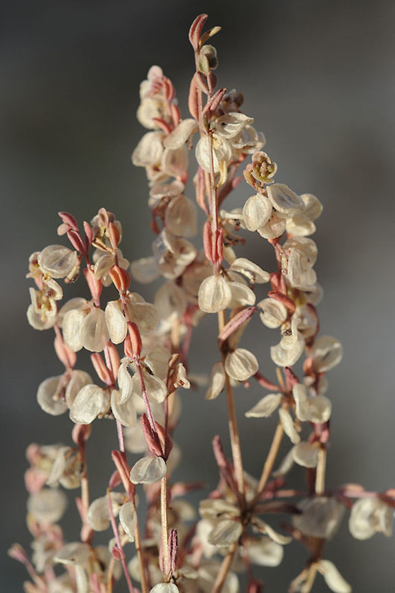 Callipeltis aperta Callipeltis aperta is a small, least known annual of the desert. S Israel, Negev Highlands, N Eshcharim Callipeltis aperta,Geotagged,Israel,Spring