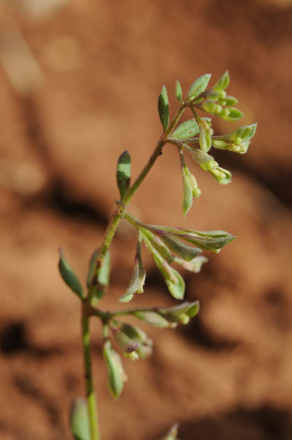 Callipeltis factorovskyi Callipeltis factorovskyi is a rare endemic annual of Israel and its neighbour. E Samaria, Rimonim fields Callipeltis factorovskyi,Geotagged,Spring