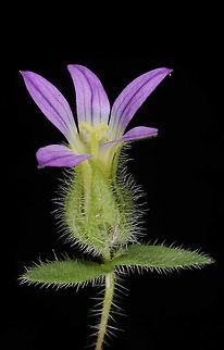 Campanula hierosolymitana Campanula hierosolymitana is s small be beautiful annual. It grows in the rocks of Jerusalem (after which it is named) and penetrates the desert near the Dead Sea. Campanula hierosolymitana,Geotagged,Israel,Spring