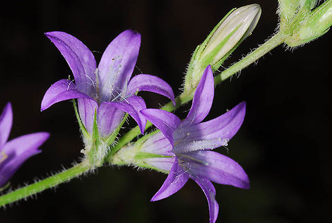 Campanula rapunculus Campanula rapunculus is a common east Mediterranean perennial. It is related to the similar European Campanula rapunculoides. N Israel, Upper Galilee, Mt Hillel Campanula rapunculus
