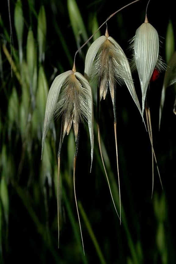 Avena sterilis Avena sterilis is the progenitpr of cultivated oats, it is a common Mediterranean weed. Winter wild oat,sterilis