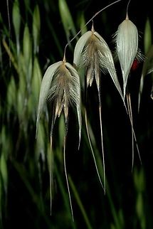 Avena sterilis Avena sterilis is the progenitpr of cultivated oats, it is a common Mediterranean weed. Winter wild oat,sterilis