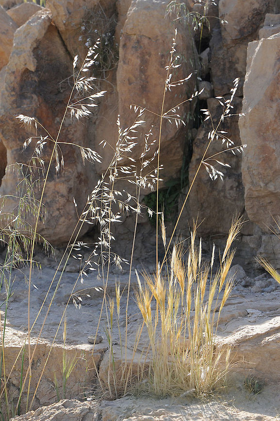 Avena wiestii Avena wiestii is a desert wild oats. S Israel, Negev Highlands, road 171 Avena wiestii,Wiest's oats