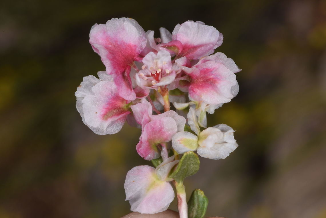 Atraphaxis billardieri Atraphaxis billardieri is a shrublet with beautiful whinged fruits. Hermon, Yifat 1630m Atraphaxis billardieri,Geotagged,Spring