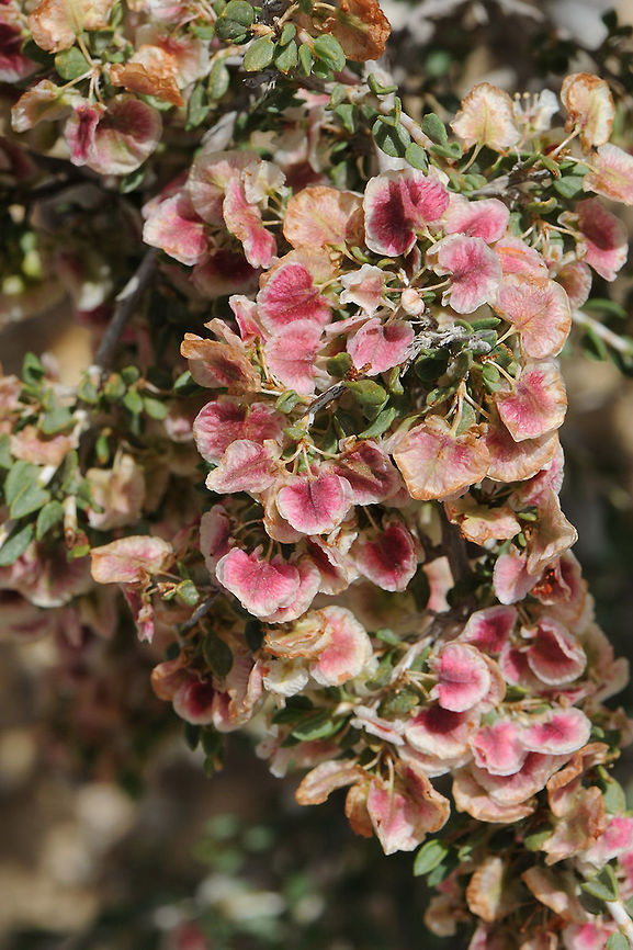 Atraphaxis spinosa Atraphaxis spinosa is a shrublet of the semideserts of the Middle East and the Caucasus. Laves small entire, flwoers whitish, fruits 2-winged. S Israel, Negev Highlands, Maale Arod Atraphaxis spinosa