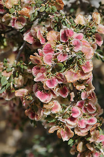 Atraphaxis spinosa Atraphaxis spinosa is a shrublet of the semideserts of the Middle East and the Caucasus. Laves small entire, flwoers whitish, fruits 2-winged. S Israel, Negev Highlands, Maale Arod Atraphaxis spinosa