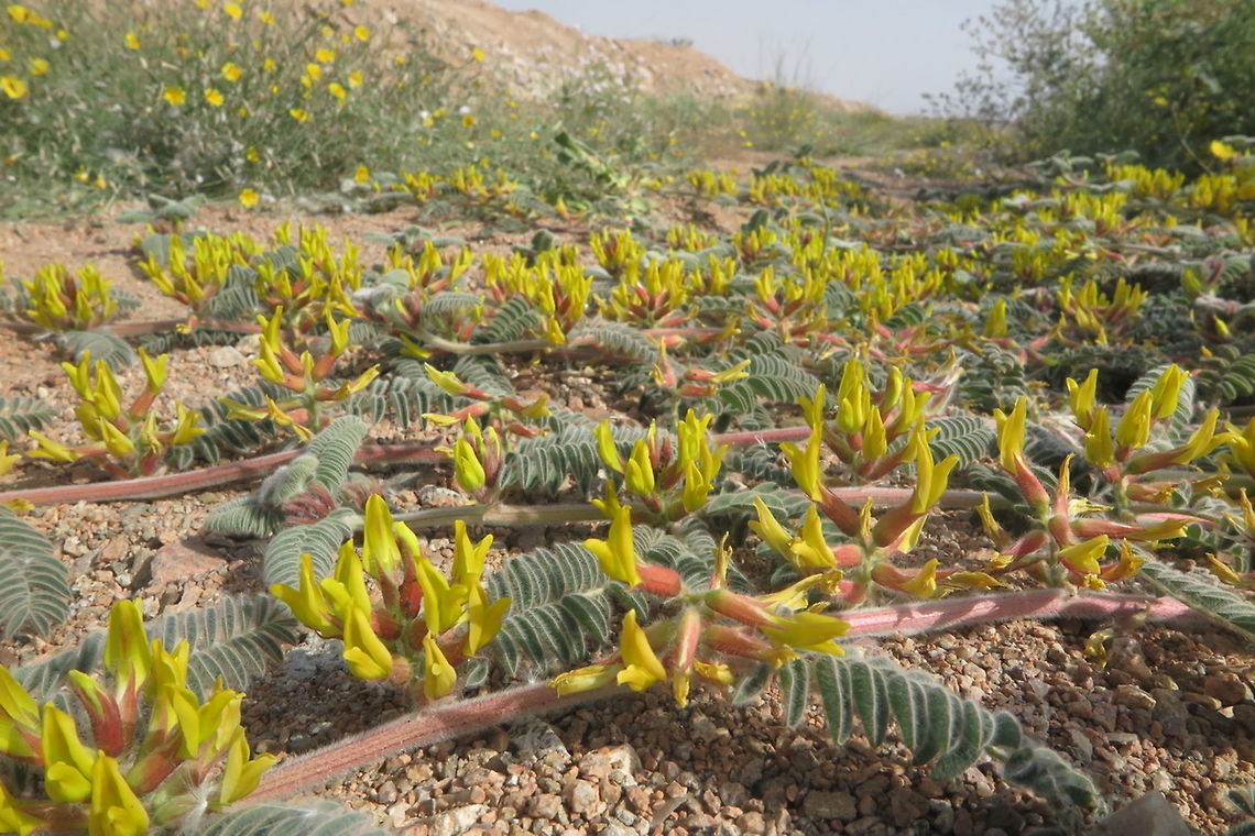 Astragalus sparsus A rare perennial fo the extreme desert. Here in Eilat (S Israel) in a rainy year. Astragalus,Astragalus sparsus,Geotagged,Israel,Winter