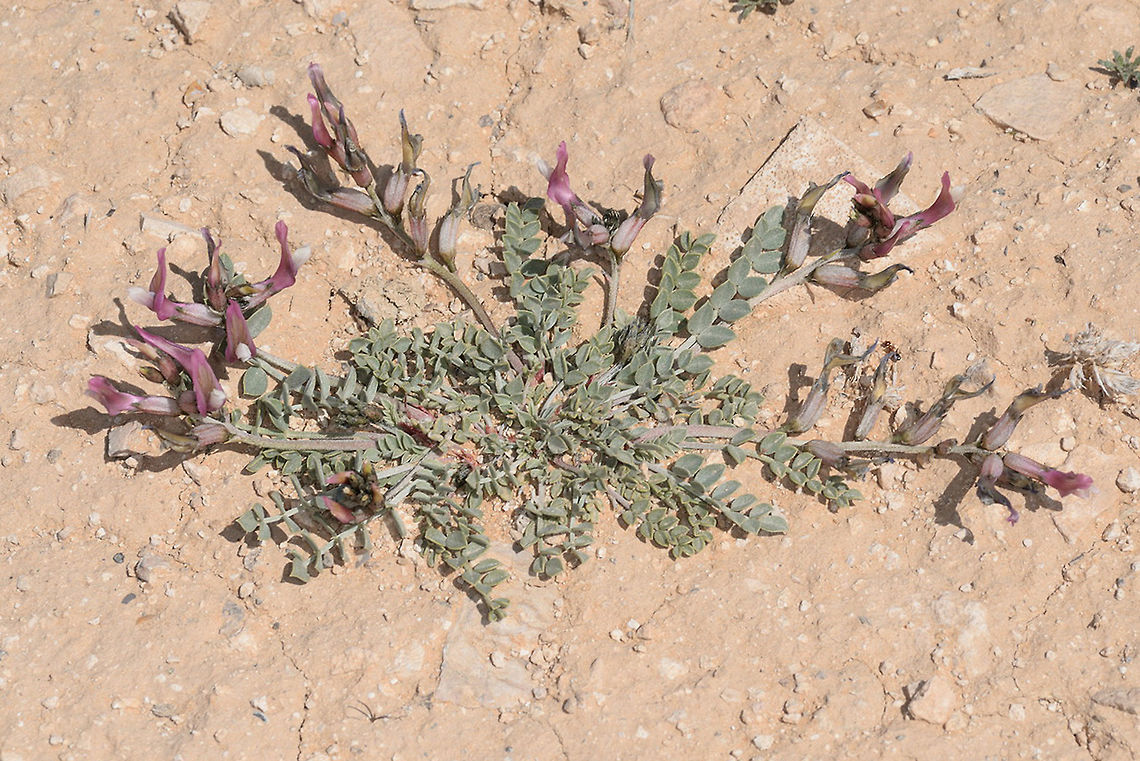 Astragalus adpressiuisculus A least known species, endemic to the arid mountains of S Jordan. S Jordan, Ras A-Nakeb, 1600m Astragalus adpressiuisculus,Geotagged,Jordan,Spring