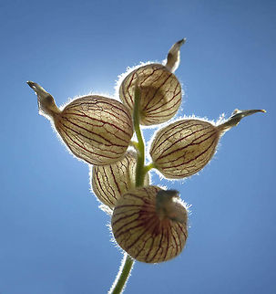 Astragalus coluteoides Astragalus coluteoides is an alpine perennial of the arid Middle East Mts. Mt Hermon 2100m Astragalus coluteoides,Geotagged,Summer