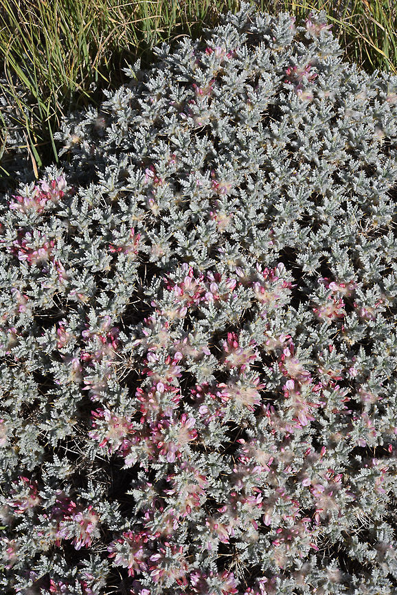 Astragalus cruentiflorus Astragalus cruentiflorus is a spiny compact shrublet. Mt Hernon, E Bolan Valley Astragalus cruentiflorus,Geotagged,Spring