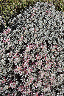 Astragalus cruentiflorus Astragalus cruentiflorus is a spiny compact shrublet. Mt Hernon, E Bolan Valley Astragalus cruentiflorus,Geotagged,Spring