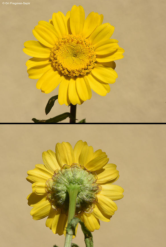 Coleostephus myconis Coleostephus myconis is a Mediterranean annual. It grows in damp depressions. Coleostephus myconis,Geotagged,Israel,Winter