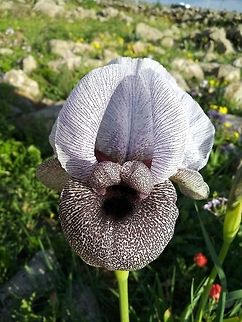 Iris hermona An endemic endagered spectacular iris.  Geotagged,Iris hermona,Winter