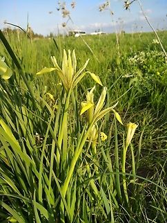 Iris grant-duffii A rhizomatous iris, found in winter inundate habitats.  Geotagged,Iris grant-duffii,Winter