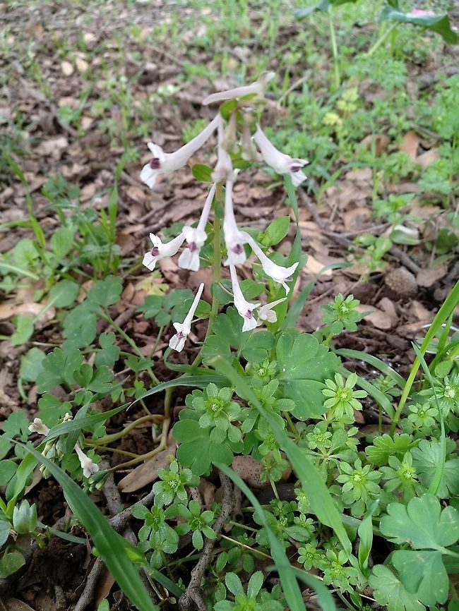 Corydalis triternata A small cormous plant, found in oak woodland.  Corydalis triternata,Geotagged,Winter