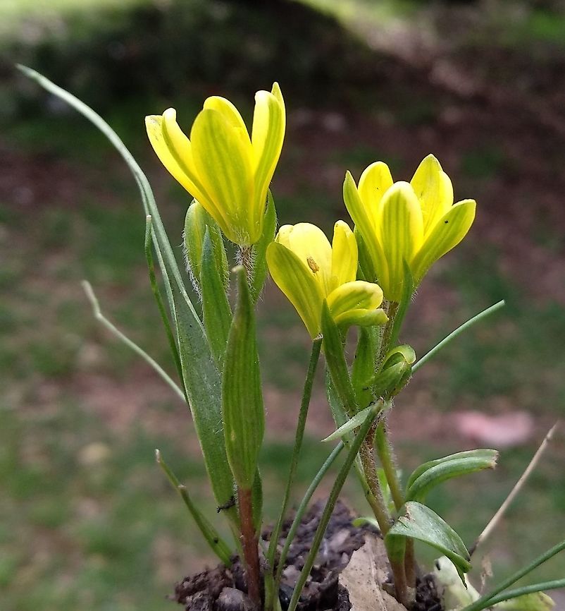 Gagea bohemica A small widespread European bulb.  Gagea bohemica,Geotagged,Winter