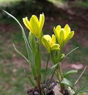 Gagea bohemica A small widespread European bulb.  Gagea bohemica,Geotagged,Winter
