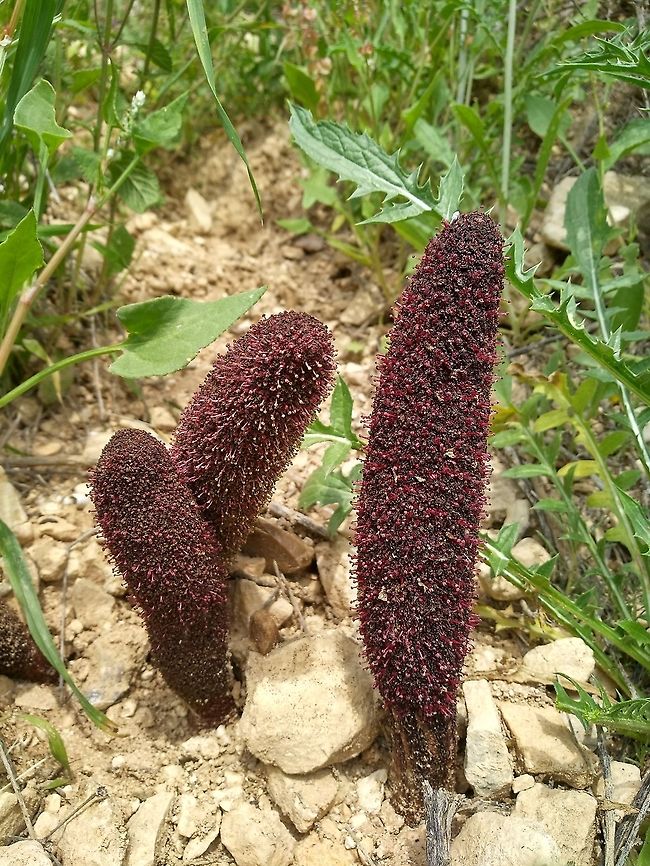 Cynomorium  coccineum A peculiar parasite. Found from the Medierranean to China.  Cynomorium,Cynomorium coccineum,Geotagged,Winter