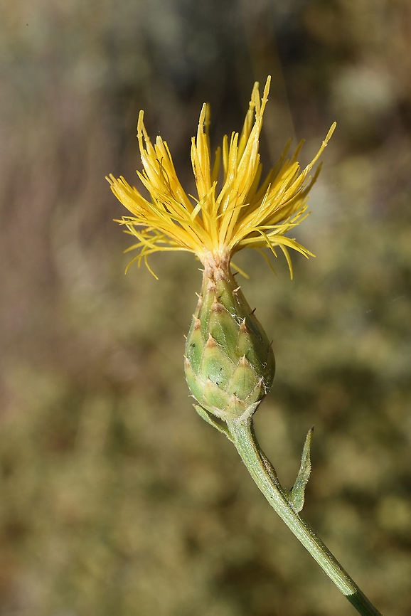 Centaurea ascalonica Centaurea ascalonica is a rare endemic plant in Israel. S Israel, Tel-Krayot Centaurea ascalonica,Geotagged,Israel,Spring