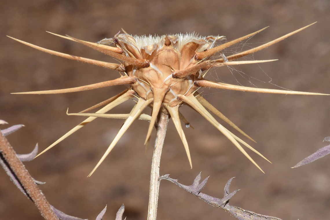 Centaurea iberica Mt Hermon, 1650m Centaurea iberica,Geotagged,Summer