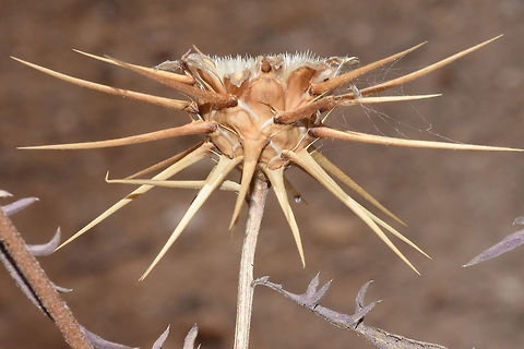 Centaurea iberica Mt Hermon, 1650m Centaurea iberica,Geotagged,Summer