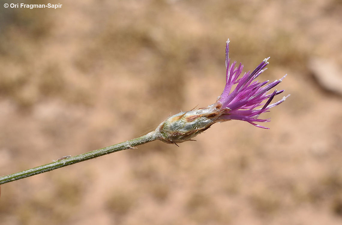 Centaurea damascena Centaurea damascena is a perennial of the steppe arid mountains of the middle East. Jordan, fields near Dana Centaurea damascena,Geotagged,Jordan,Spring