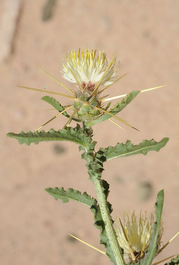 Centaurea sinaica Centaurea sinaica is an annual of the extreme desert. Its leaves continue on the stems like wings. S Jordan, Mazfar above Aqaba Centaurea sinaica,Geotagged,Jordan,Spring