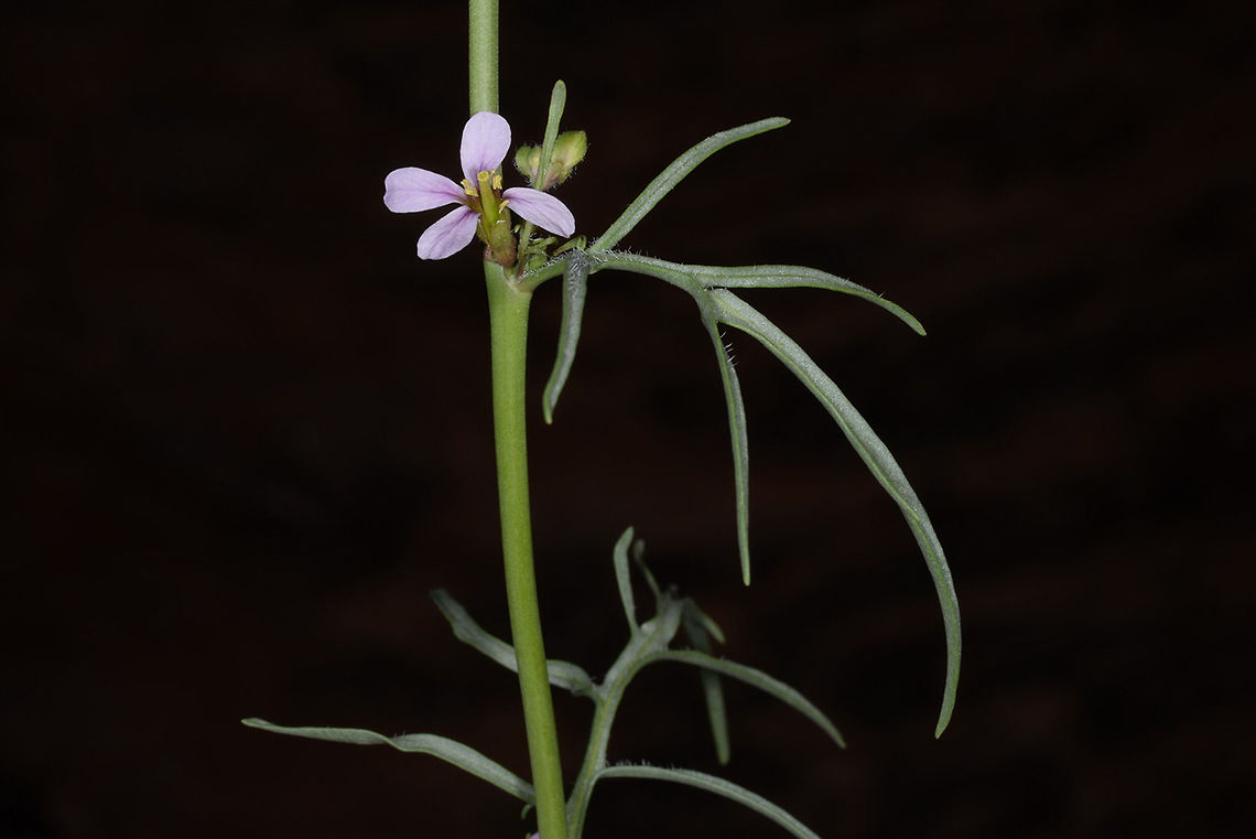 Cakile arabica S Jordan, Wadi Ram Cakile arabica
