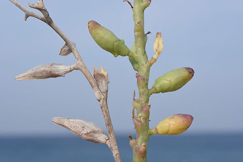 Cakile maritima Coastal Israel, Nahsholim Cakile maritima,Fall,Geotagged,Israel