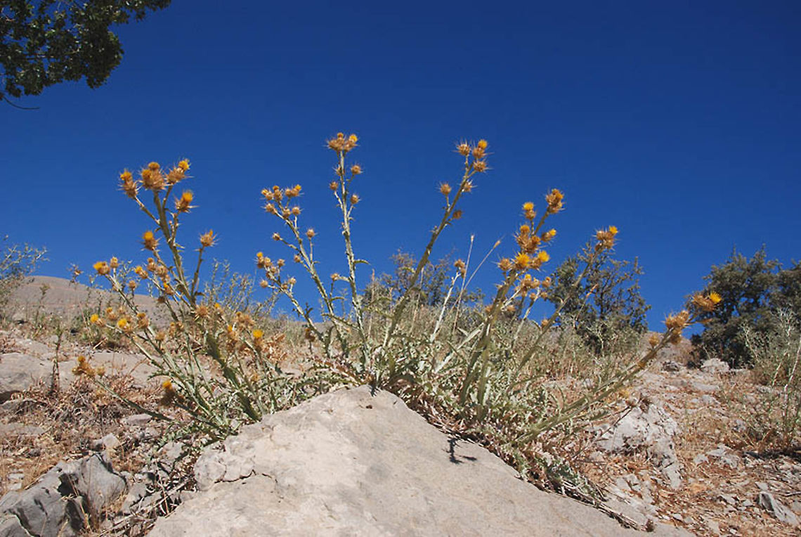 Centaurea onopordifolia Mt Hermon, 1450m Centaurea onopordifolia