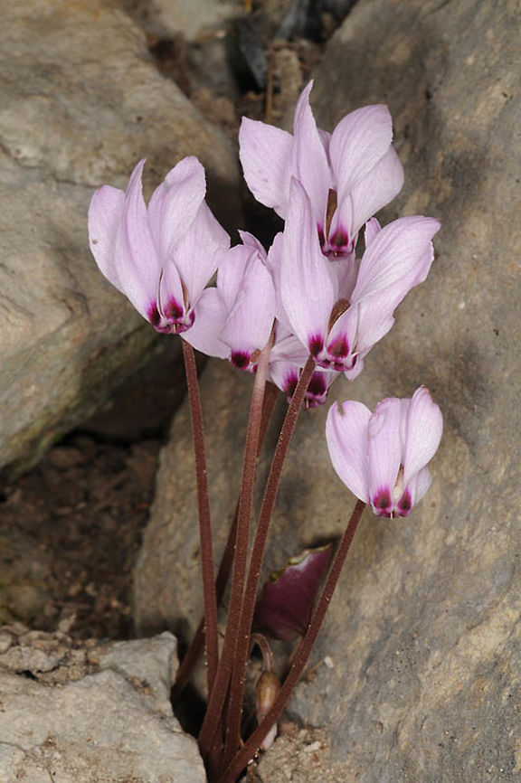 Cyclamen cilicium Turkey, Antalya region, road to Akseki, 40 km s of Akseki Cyclamen cilicium,Fall,Geotagged,Turkey