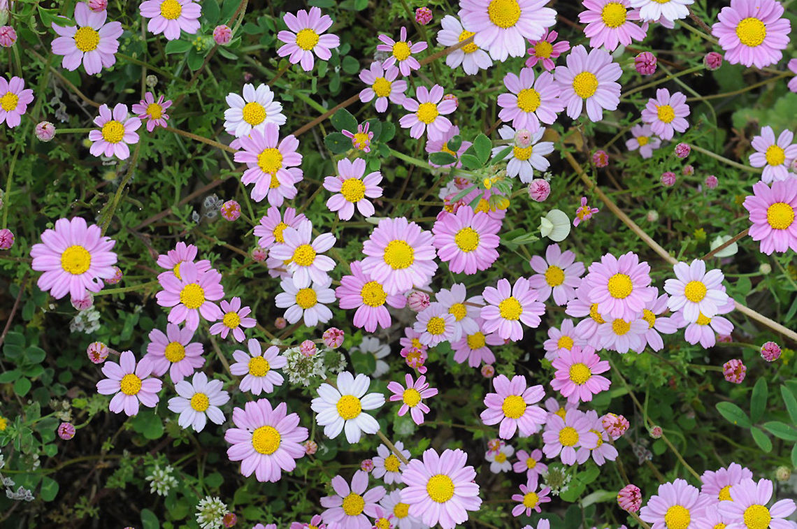 Anthemis rosea Turkey, above Kas Anthemis rosea,Geotagged,Spring,Turkey