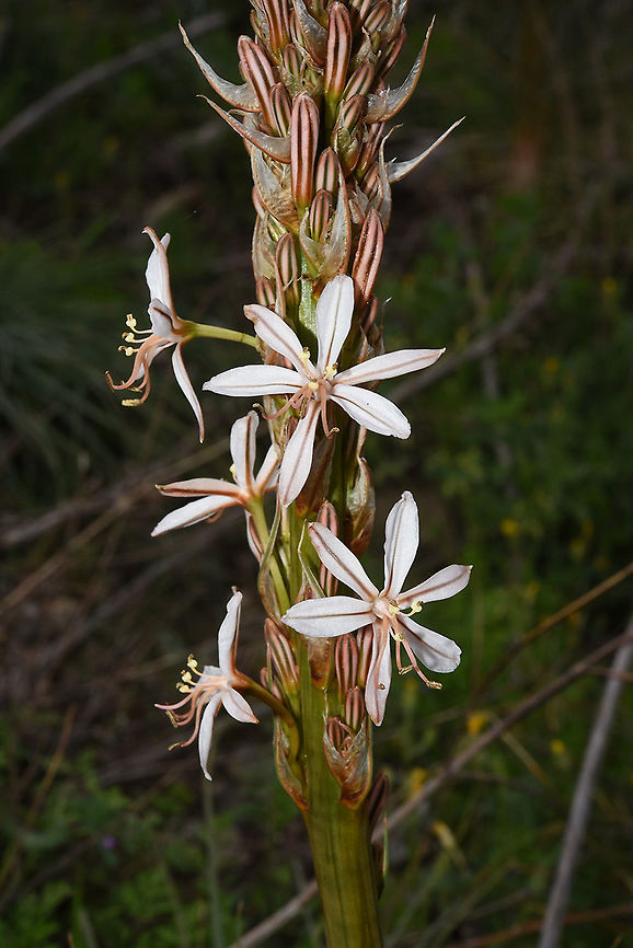 Asphodeline globifera Turkey, Mt Duldul Asphodeline globifera,Geotagged,Spring,Turkey
