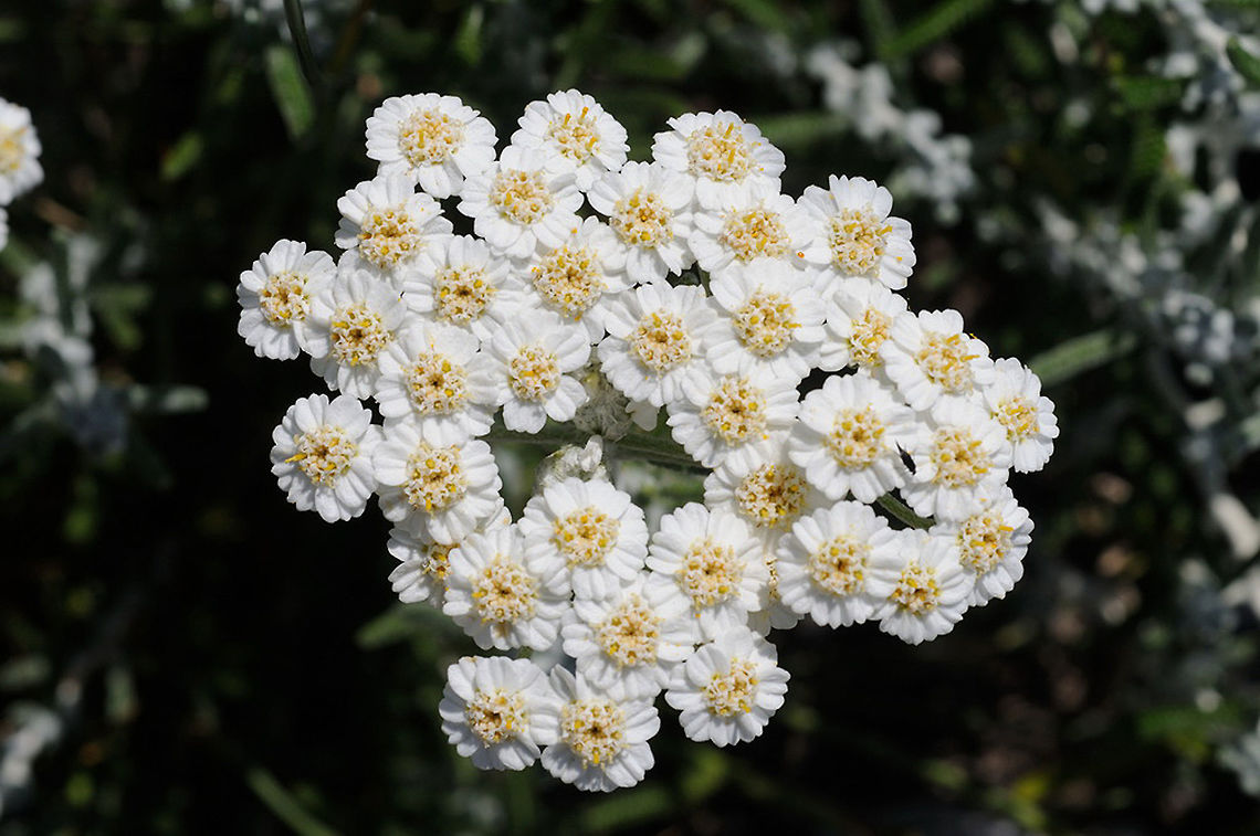 Achillea cretica Turkey, Dacta Peninsula Achillea cretica,Geotagged,Spring,Turkey