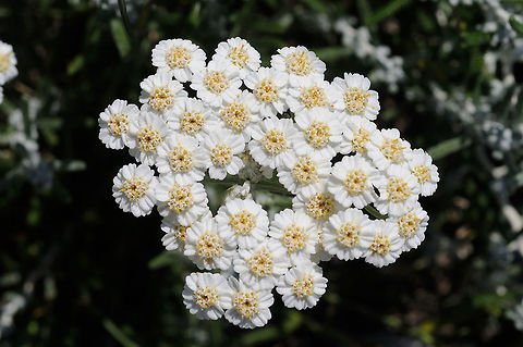 Achillea cretica Turkey, Dacta Peninsula Achillea cretica,Geotagged,Spring,Turkey