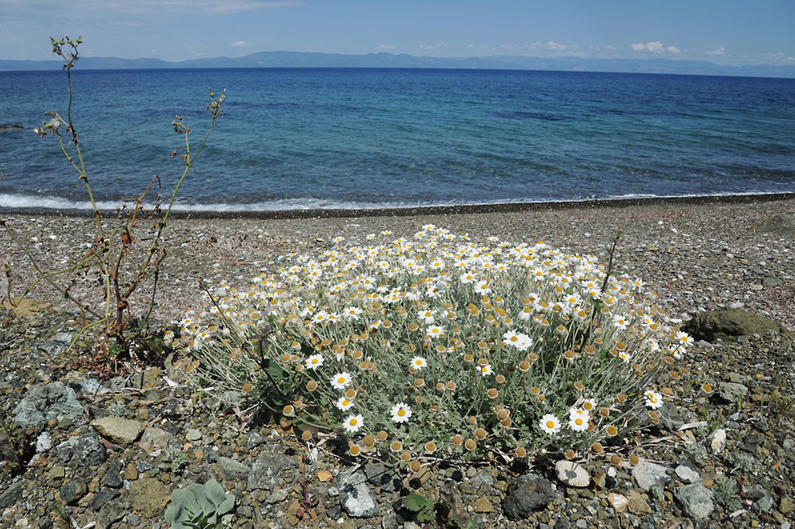Anthemis tomentosa S Turkey, Datca, north coast Gereme Coast Anthemis tomentosa,Geotagged,Spring,Turkey