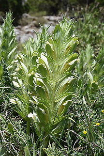 Acanthus hirsutus Turkey, road to Ermenek Acanthus hirsutus,Geotagged,Spring,Turkey