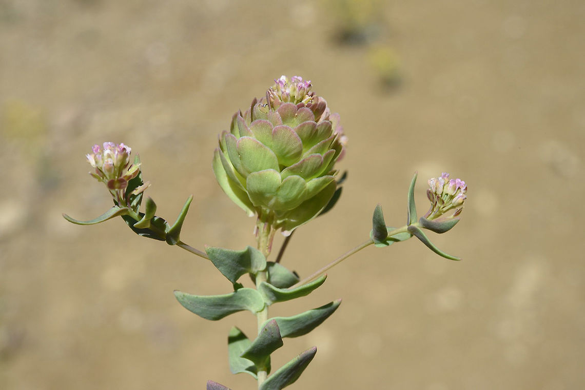 Aethionema arabicum Kamisli, Adana, Turkey Aethionema arabicum,Geotagged,Spring,Turkey