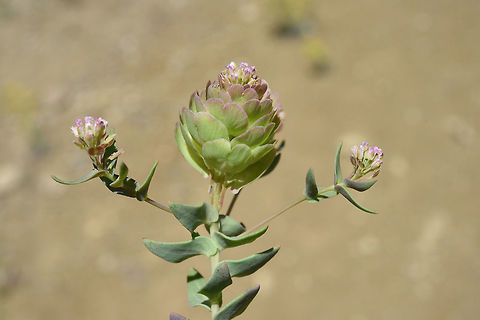 Aethionema arabicum Kamisli, Adana, Turkey Aethionema arabicum,Geotagged,Spring,Turkey