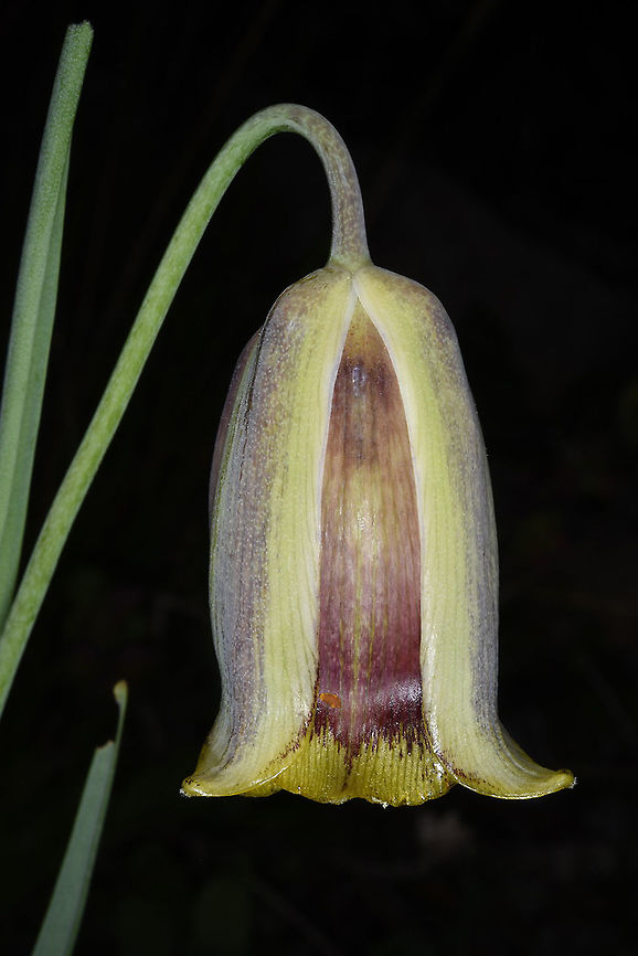 Fritillaria acmopetala Turkey, Mt Duldul Fritillaria acmopetala,Geotagged,Pointed-petal fritillary,Spring,Turkey