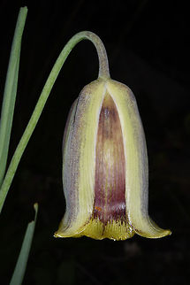 Fritillaria acmopetala Turkey, Mt Duldul Fritillaria acmopetala,Geotagged,Pointed-petal fritillary,Spring,Turkey
