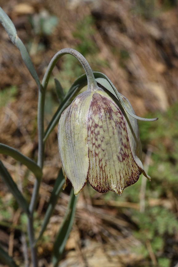 Fritillaria sororum Turkey, road to Ermenek Fritillaria sororum,Geotagged,Spring,Turkey