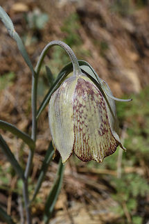 Fritillaria sororum Turkey, road to Ermenek Fritillaria sororum,Geotagged,Spring,Turkey