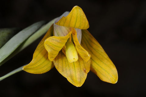 Fritillaria pinardii Turkey, near Egrigol, 2050m Fritillaria pinardii,Geotagged,Spring,Turkey